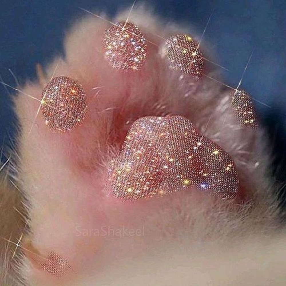 Meet your Posher, Maia